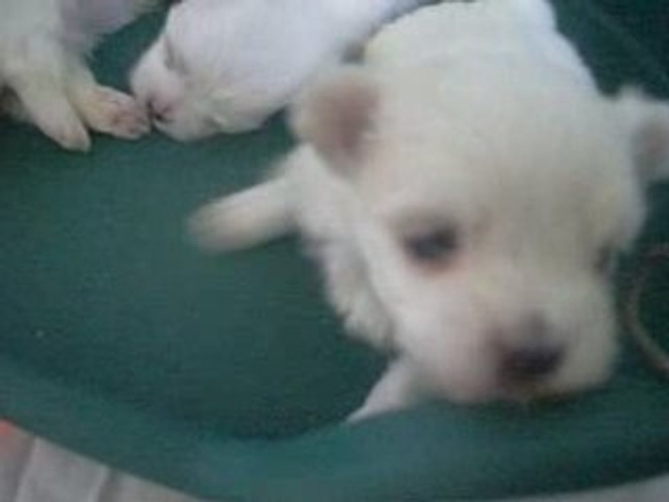 S1053653 bebes valse 20 01 09