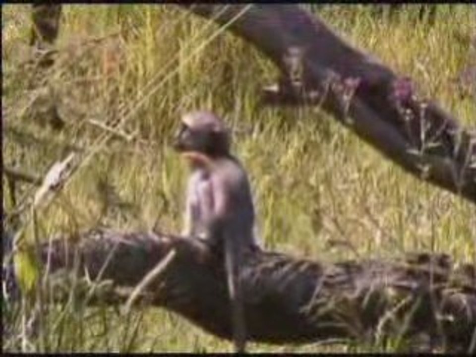 SERENGETI SAFARI TANZANIA LODGE SAFARIS