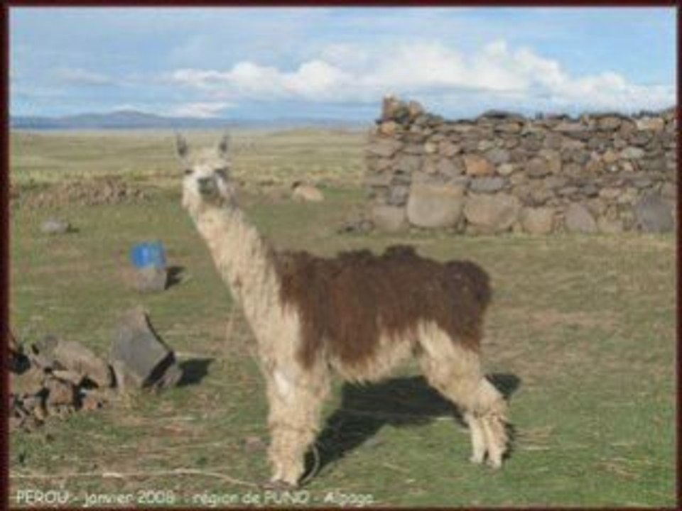 PEROU - Aréquipa -  Altiplano - Lac Titicaca -