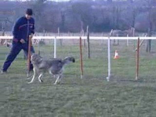 shinuit entraînement agility