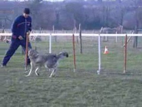 shinuit entraînement agility