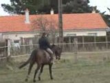 Galop a droite - travail des hanches(1)