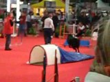 agility paris dog show 2009