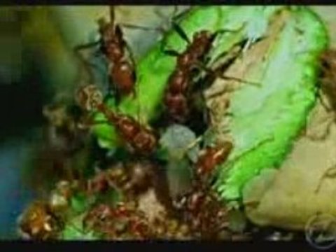 Stargate Vérités Scientifiques (1 sur 3)