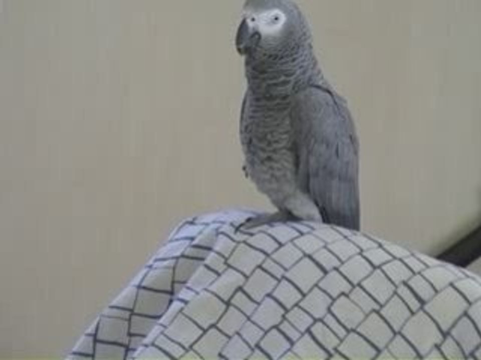 Tiens vlà le véto oh elle est contente