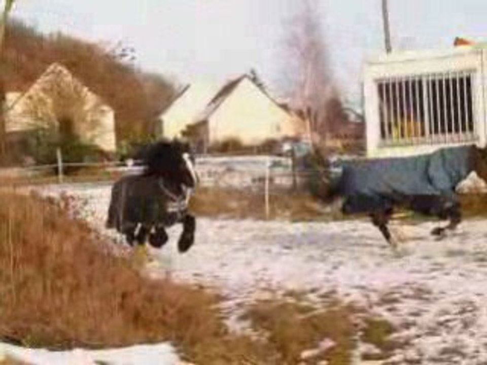 Flipp et Quart dans la neige !