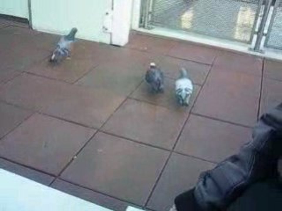 pigeon suicides