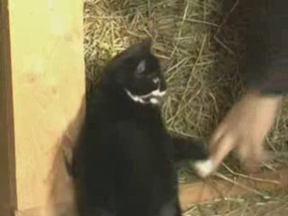 Petit chat deviendra grand