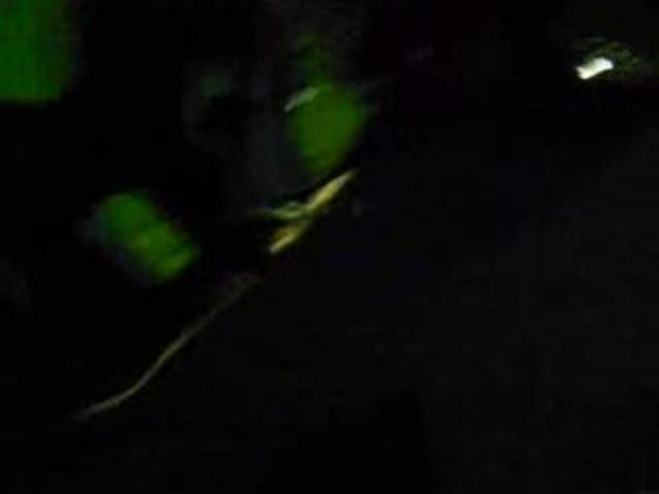 SV_A0054