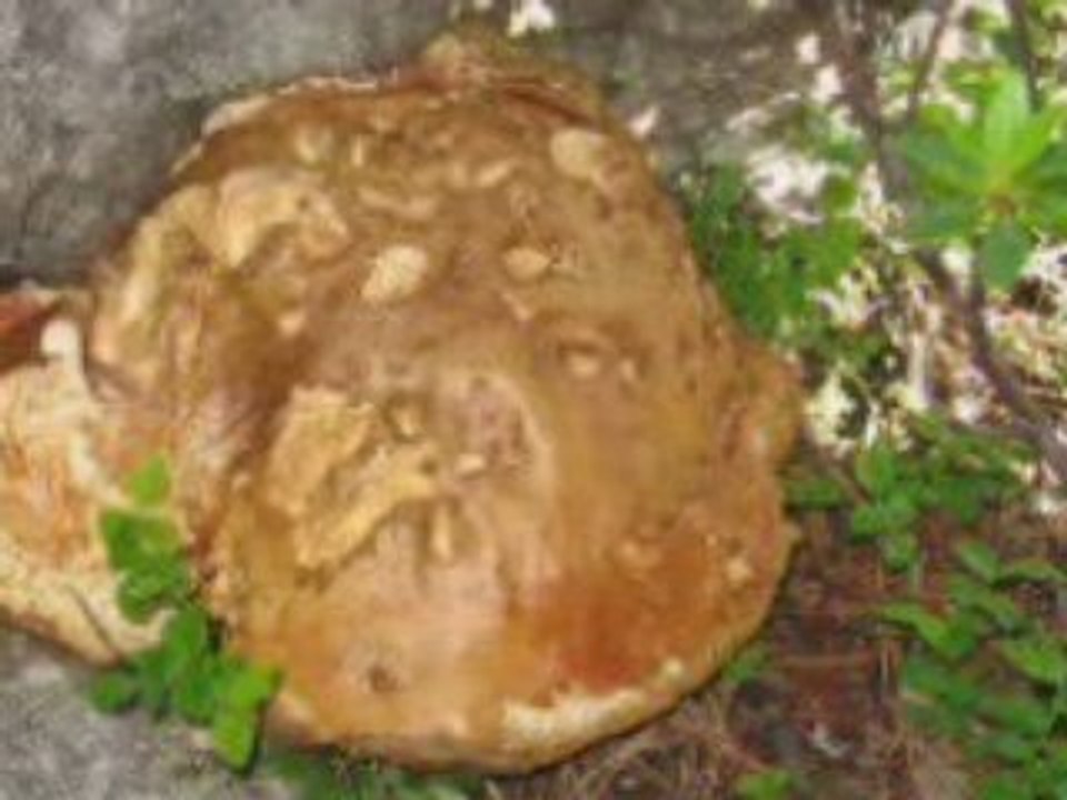 Diaporama Carança 2008