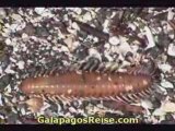 Darwins Galapagos Islands video 13