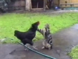 Jeux de Chats ....