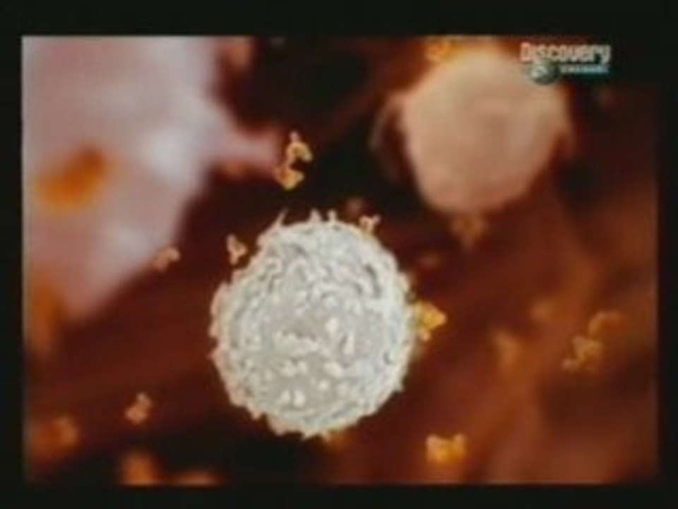 Cerebro y dolor inflamatorio