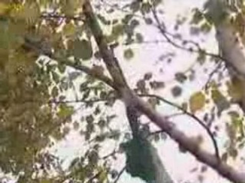 Potatura di un albero