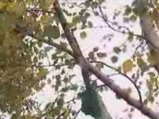 Potatura di un albero