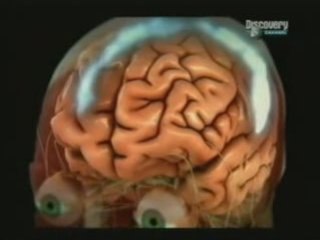Dolor y cerebro: Endorfinas