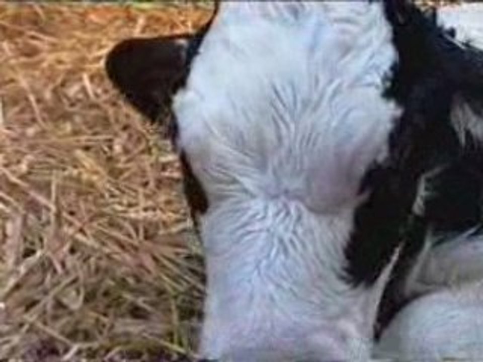 Naissance d'un veau... Archive de la ferme de la moinerie.