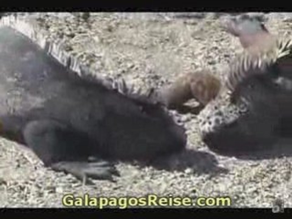 Part 9. Video Tour Galapagos