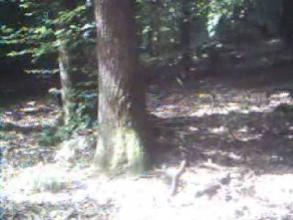 Bucky et balkane font les folles