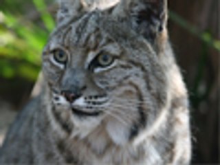 BOBCAT HIT BY CAR! - Big Cat TV