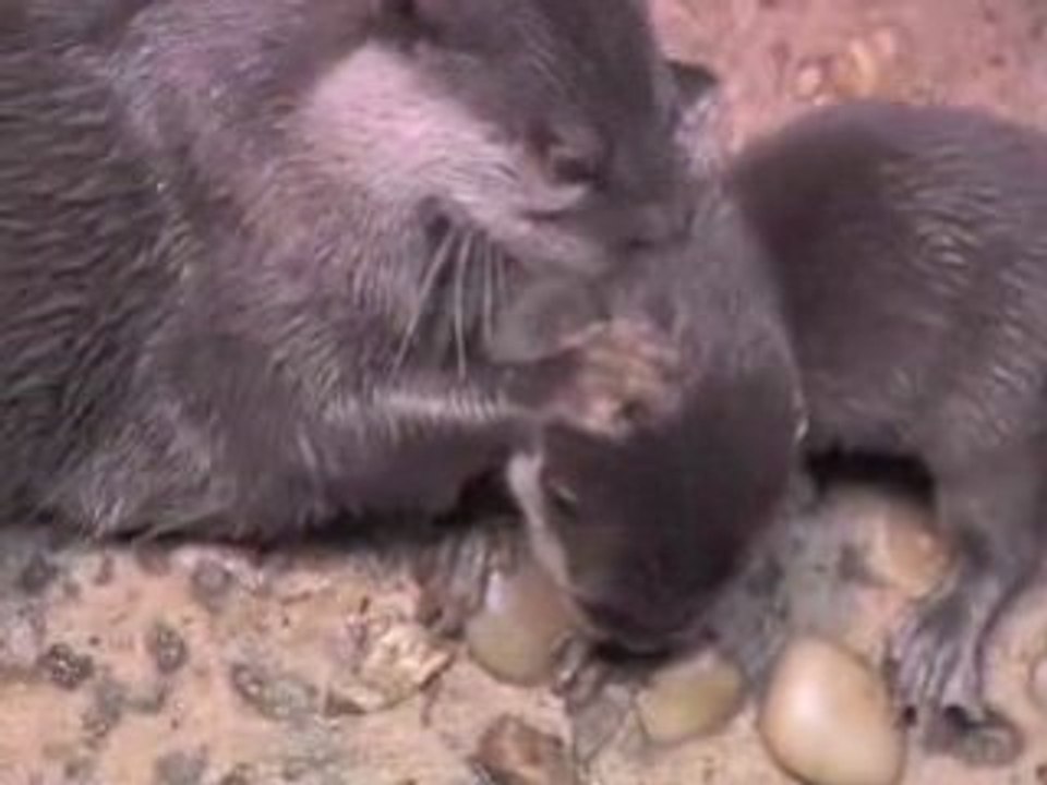 Small Clawed Otter Pups at the Bronx Zoo