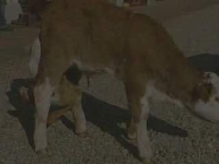 Six-Legged Cow
