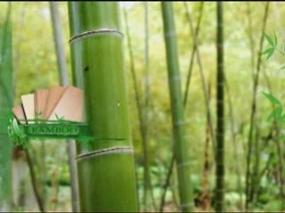 The Green Bean - Bamboo Flooring