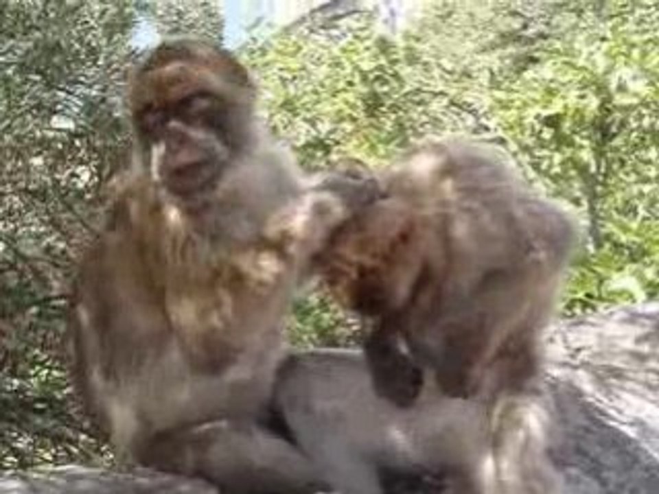 Singe sexy