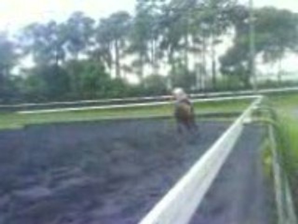 Chgmt de pied au galop