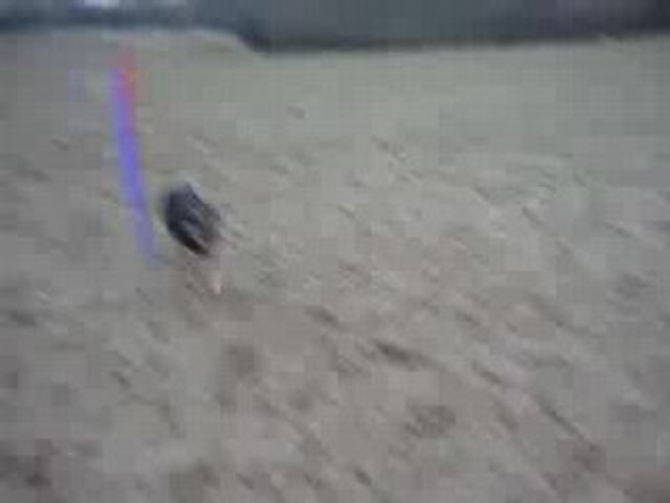 Bess en entraînement d'agility début 2009