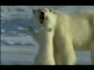 Ours polaire