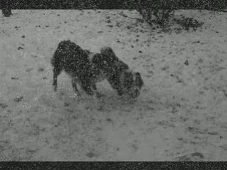 Petite vidéo b et b