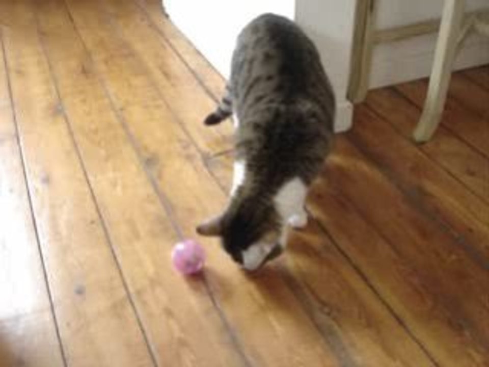 Les croquettes, ça se mérite