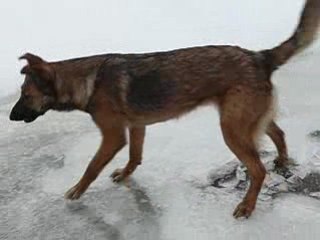 Kapy qui mange de la glace avec Cacahuète sa mère
