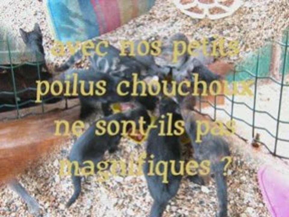 Film confie moi ta patte