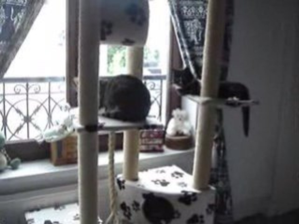 Sur un arbre perchés