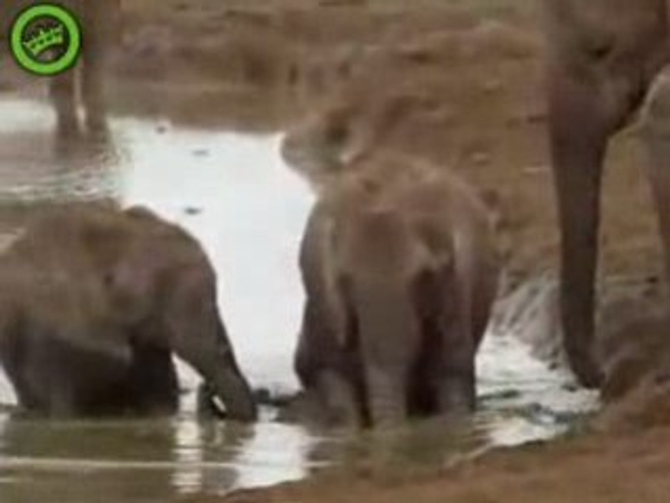 Vive la solidarité !!! Un bébé éléphant sauvé !!!
