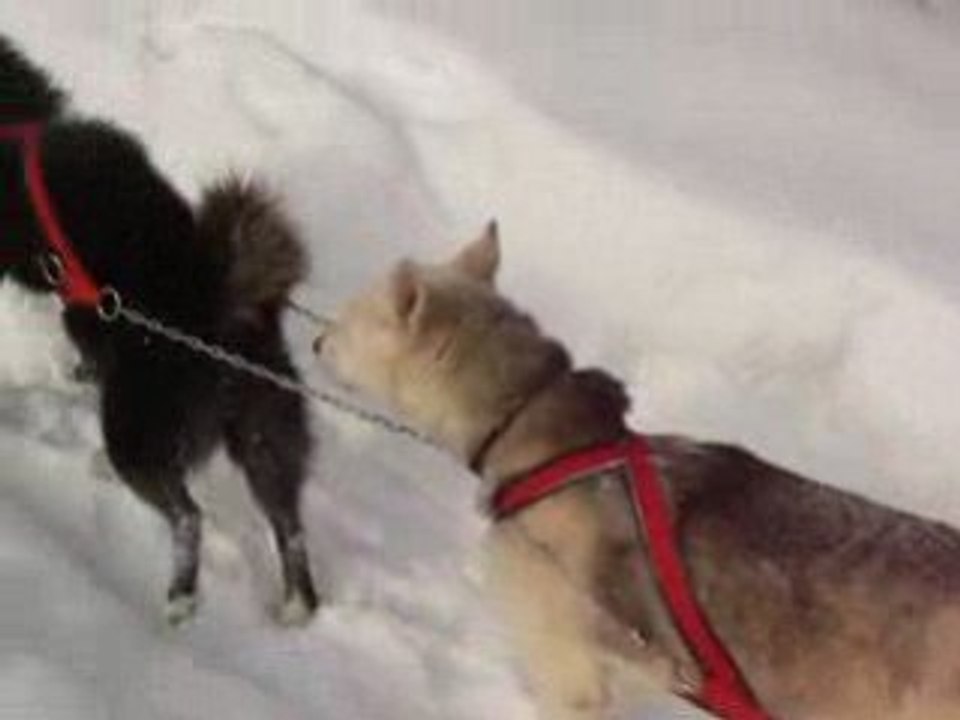 Traineau a chien