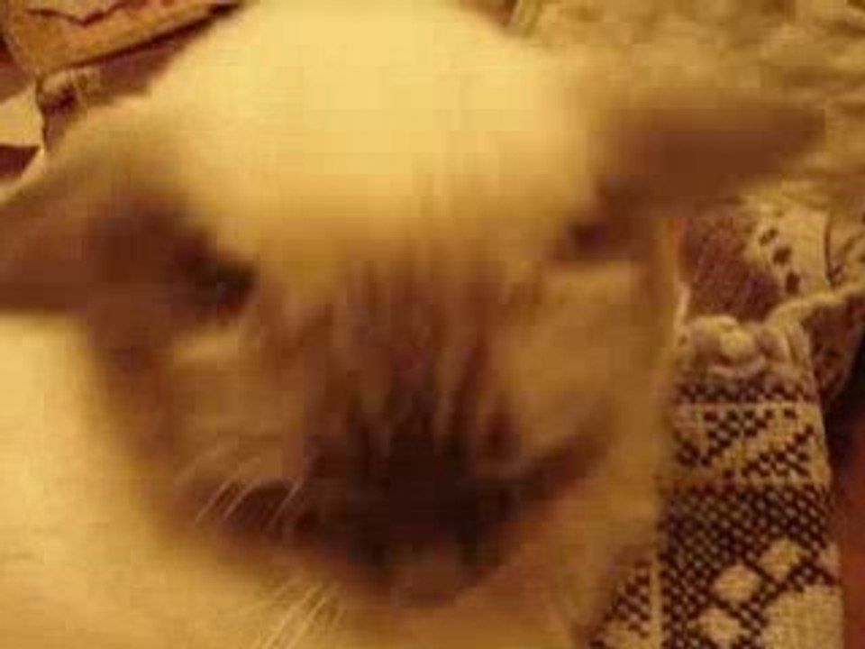 bella the cat 2