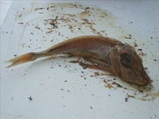 Décomposition d'un poisson
