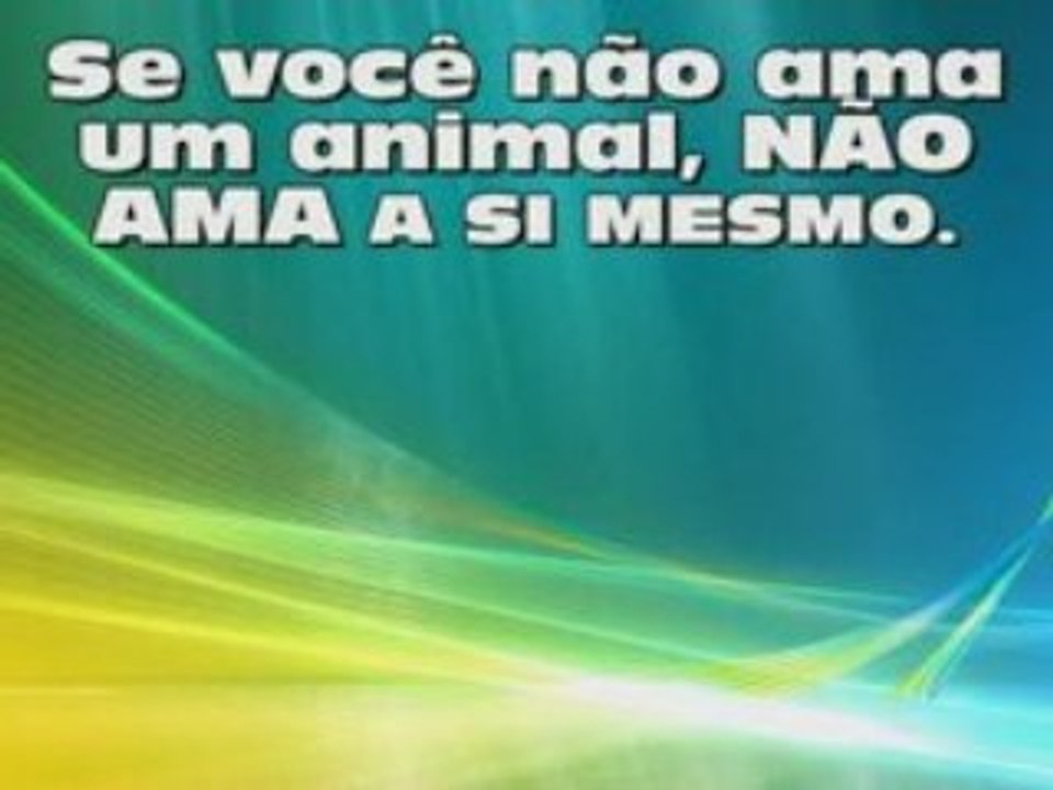 Animais em Foco / 	 Animals in Focus