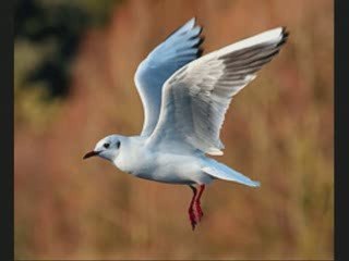 Kamel messoudi (Guitara)