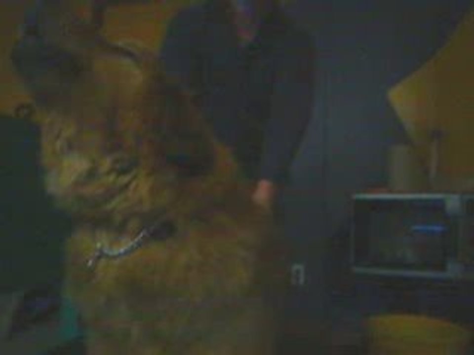 Mika Grace Kelly = TORTURE song for dog / torture pour chien