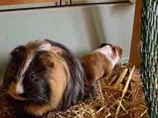 Bébé cochon d'inde