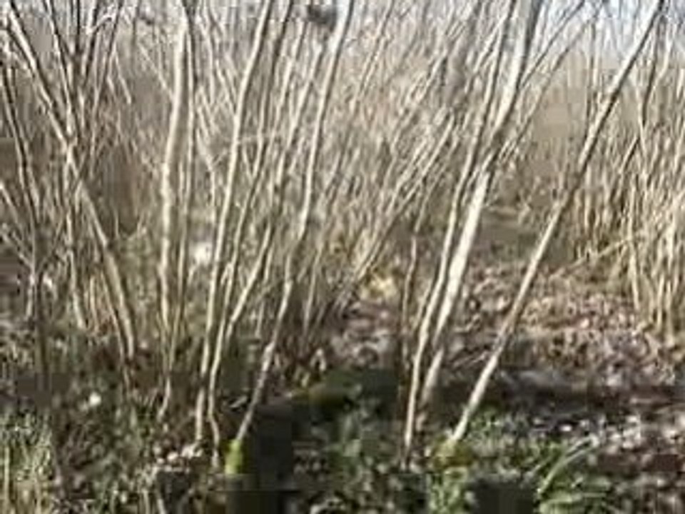 Bambou, bécasse 002