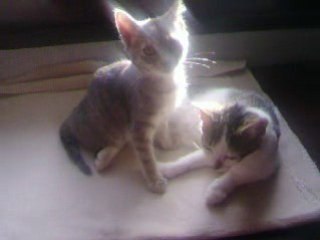 chouquette et crevette