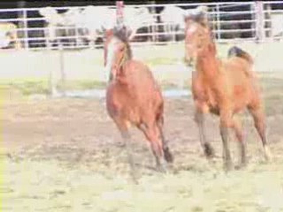 Uccello et Umbrielo janvier 2009
