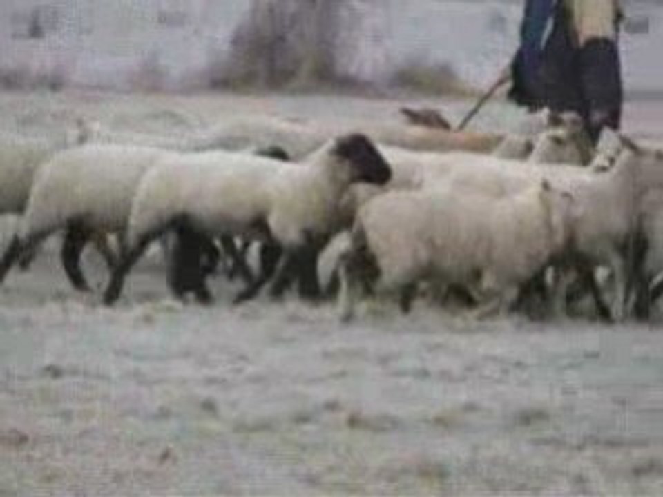 Coco aux moutons fevrier09 7