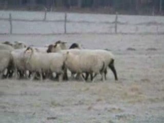 Coco aux moutons fevrier09 8