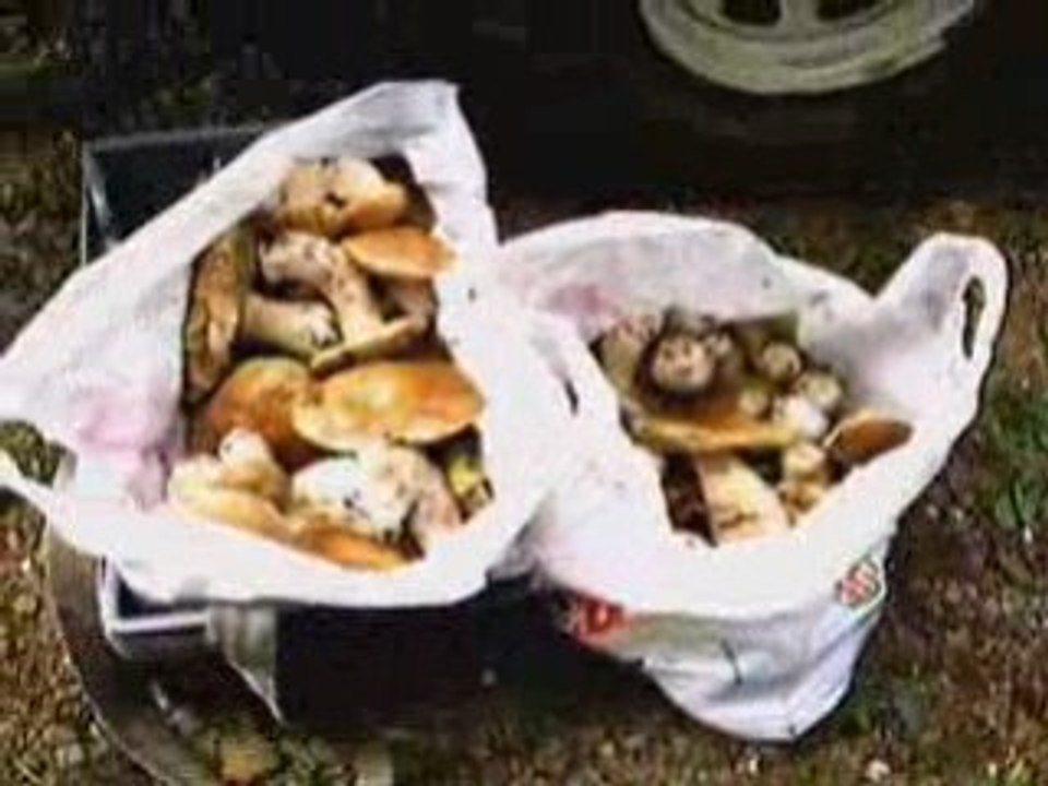 RECOLTE CEPES CHAMPIGNONS